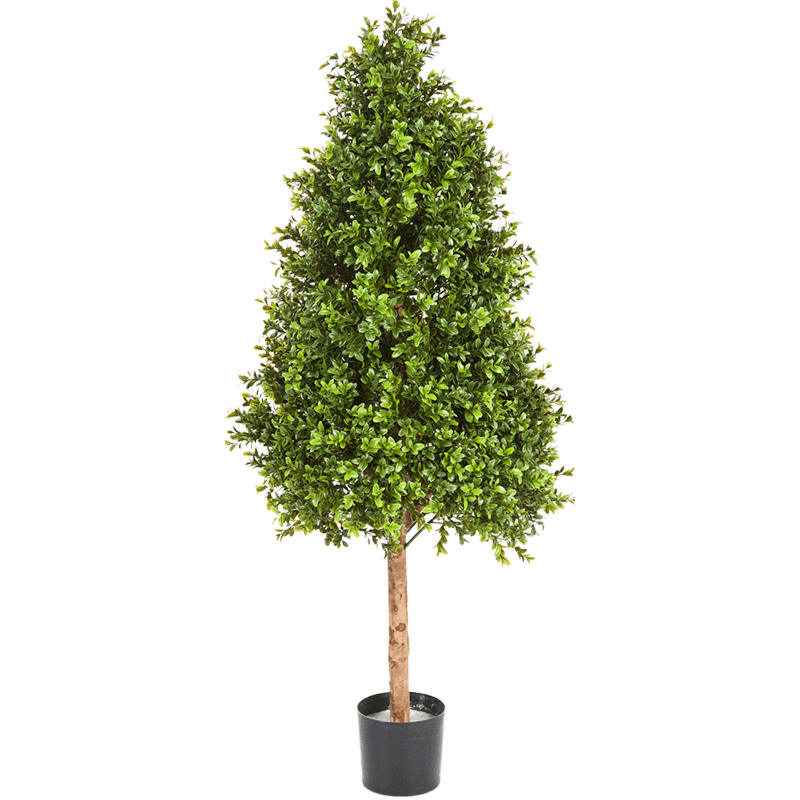 Buxus