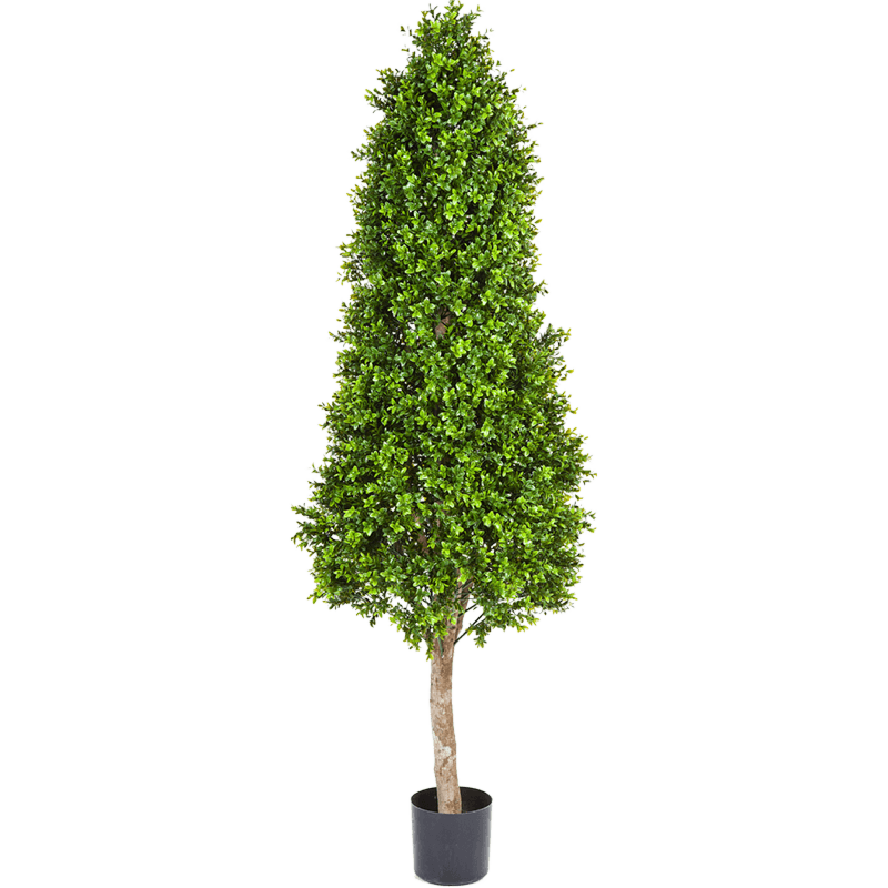 Buxus