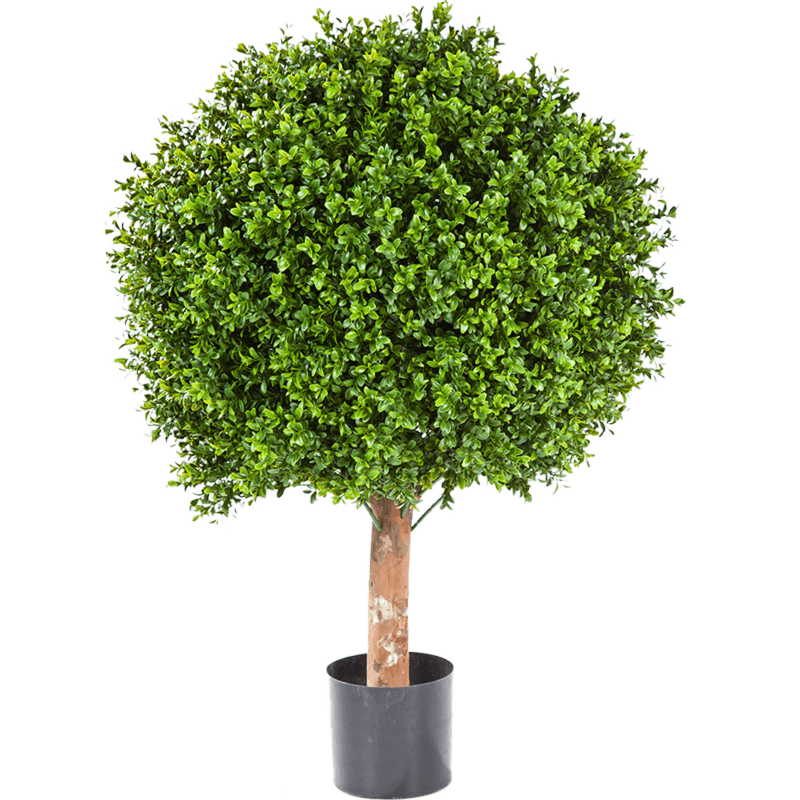 Buxus