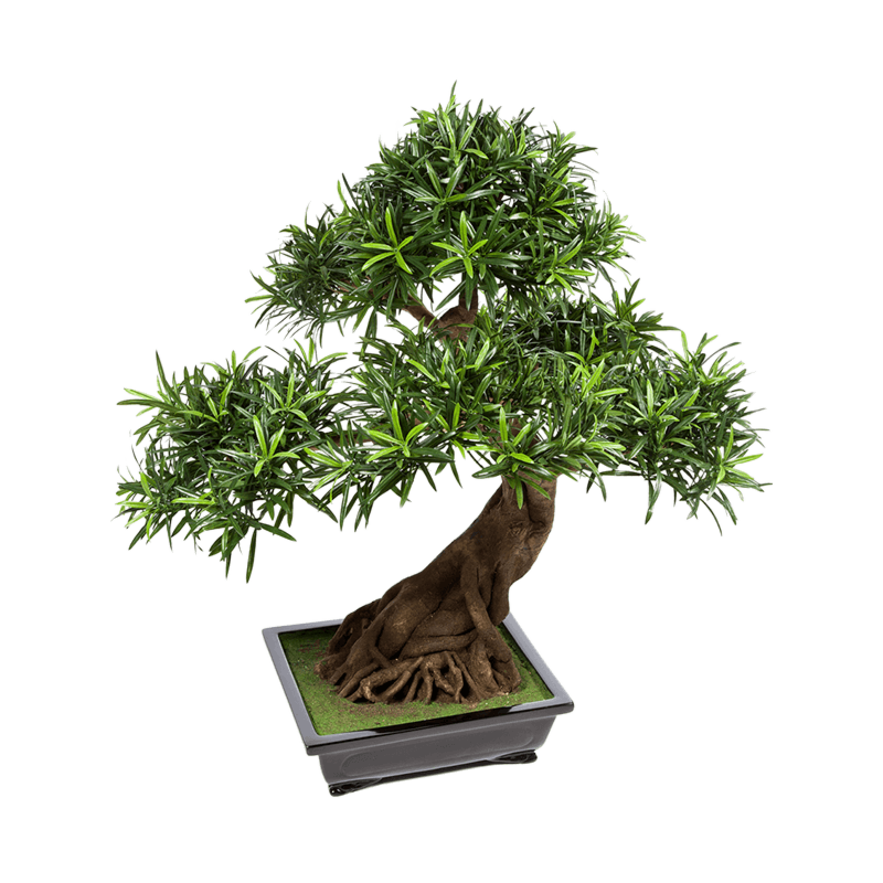 Podocarpus