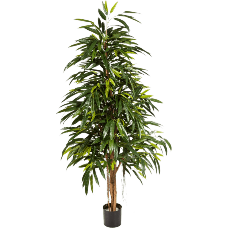 Ficus Alii