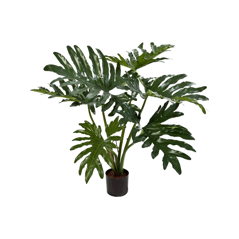 Philodendron