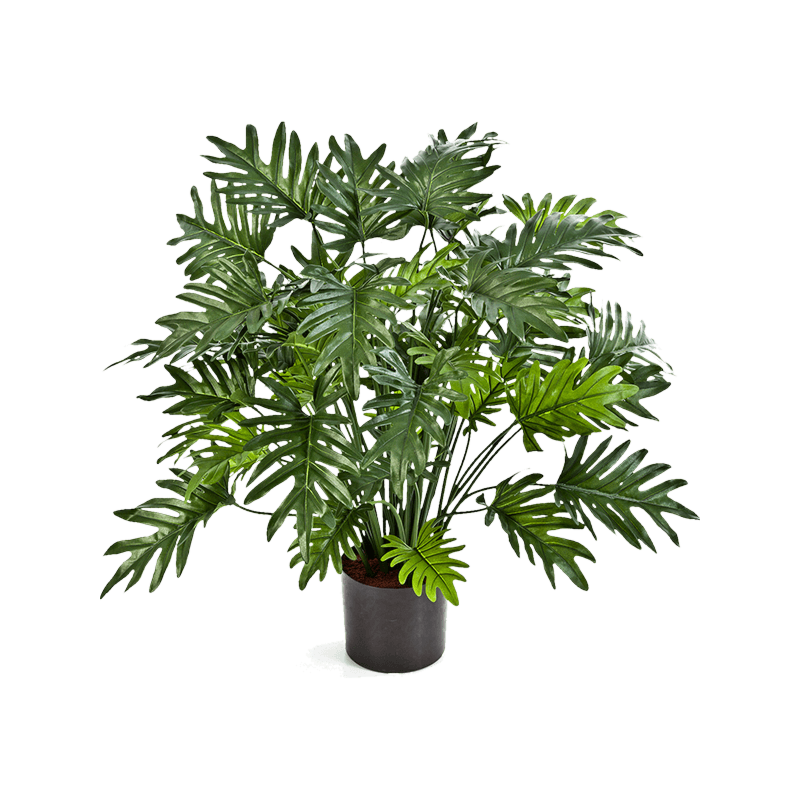 Philodendron
