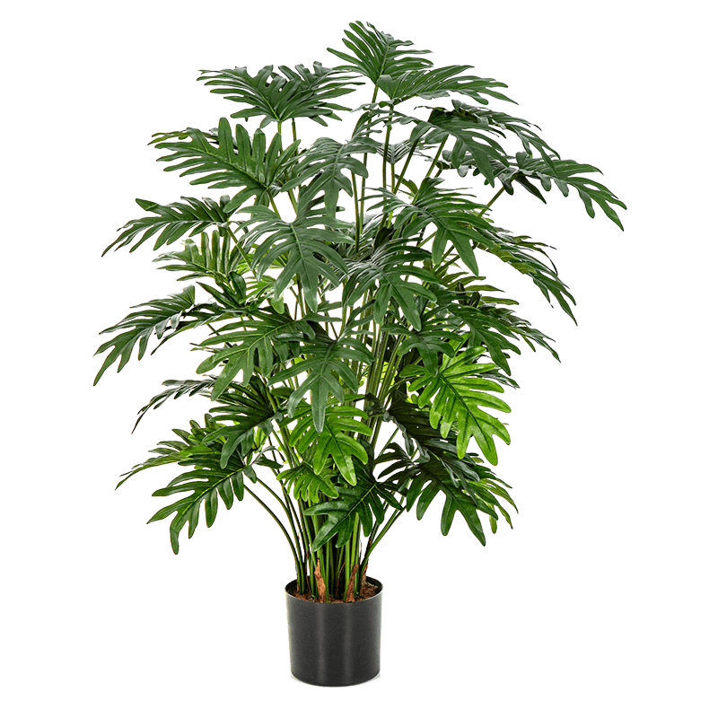 Philodendron Selloum