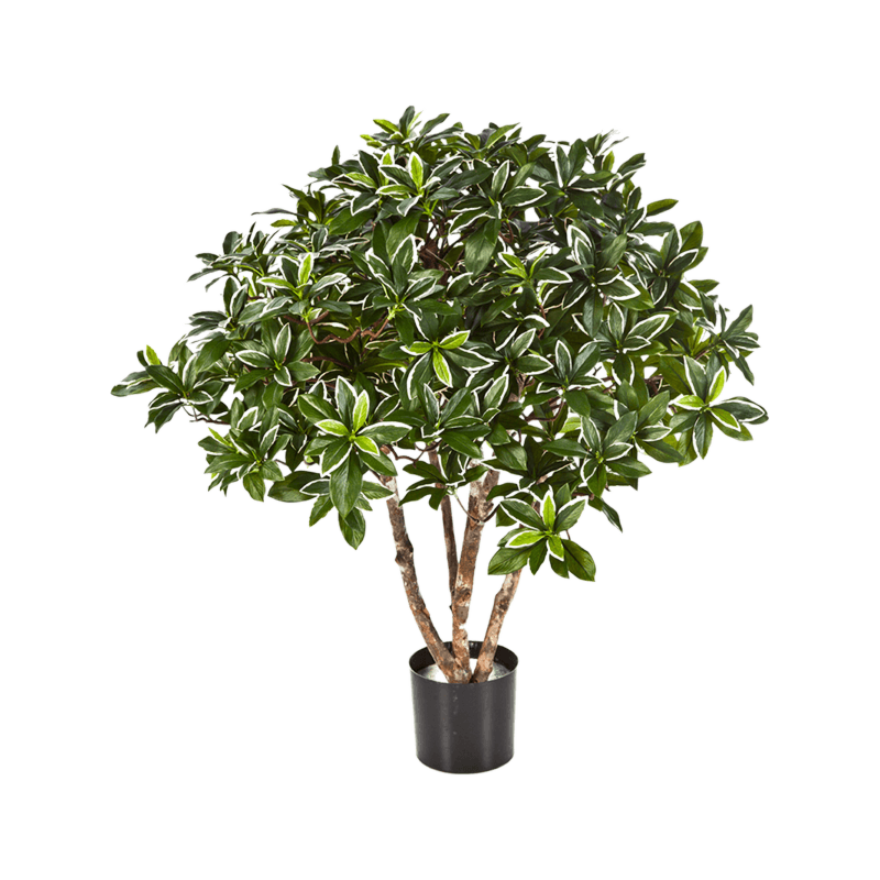 Japanse Kardinaalsmuts (Euonymus Japonicus)