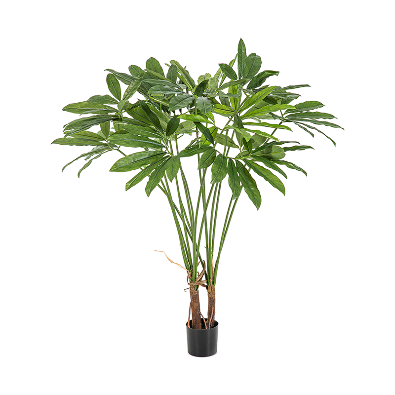 Philodendron Goeldii