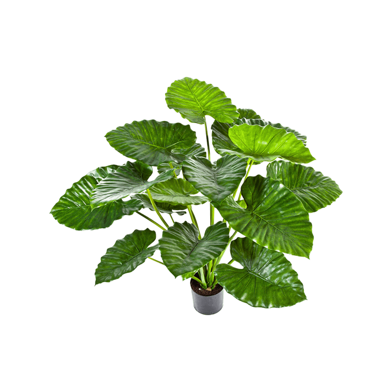 Alocasia Calidora