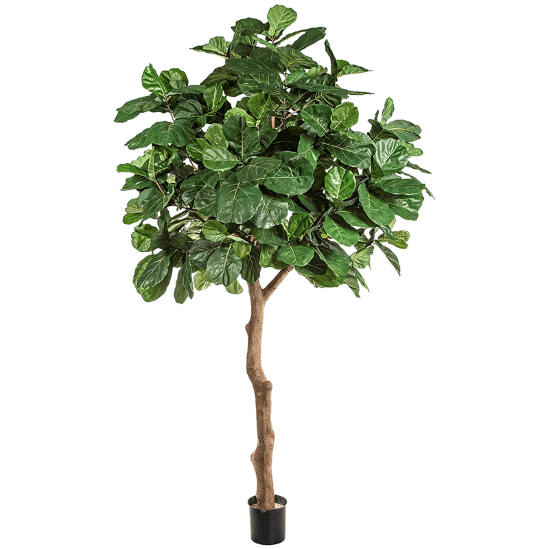 Fiddle Leaf (Grote Ficus)