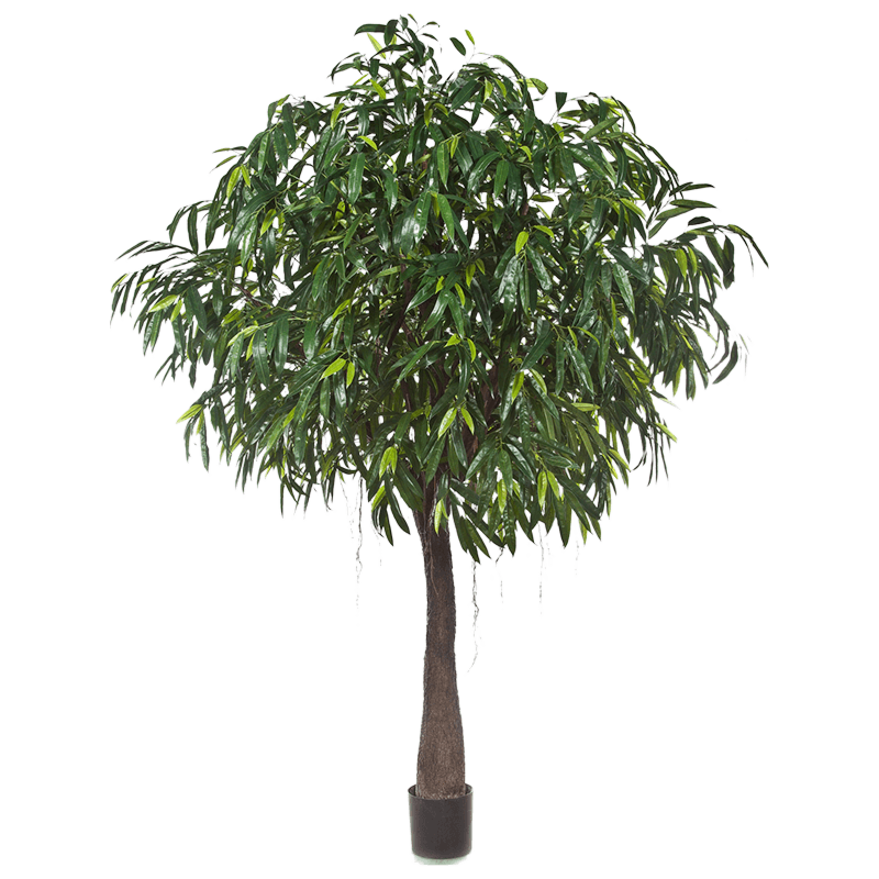 Ficus Alii