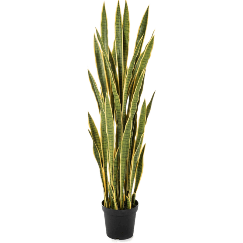 Sansevieria