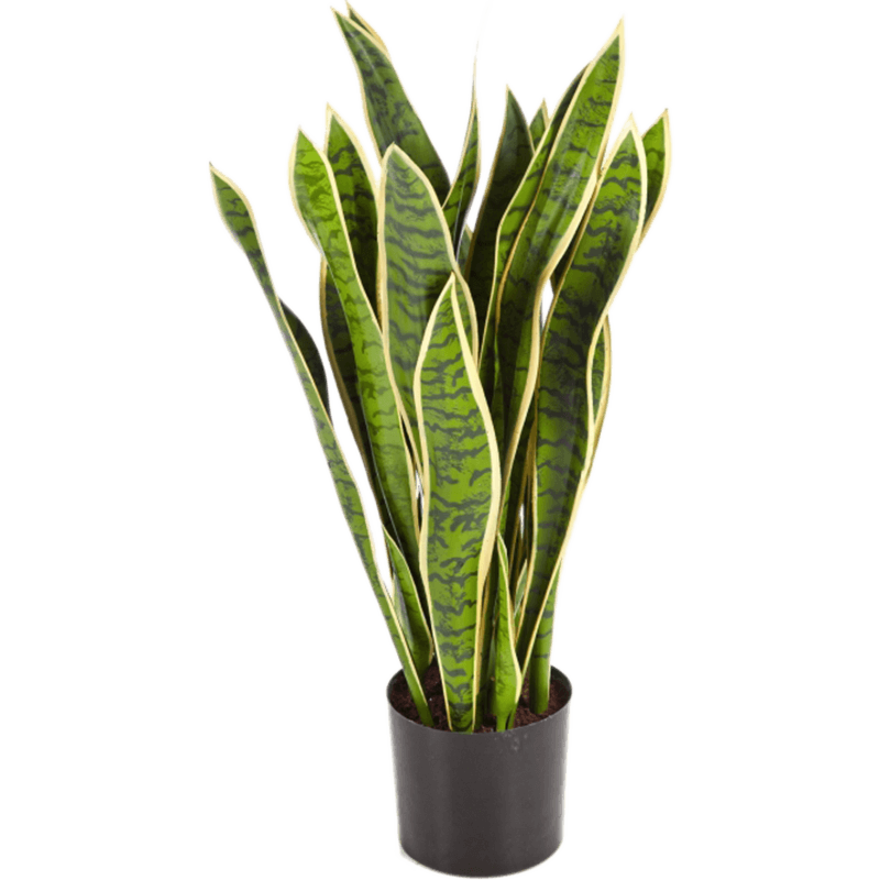 Sansevieria