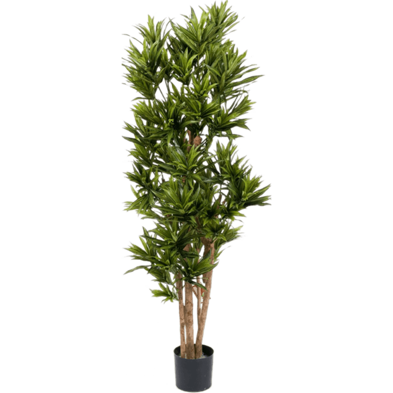 Dracaena Reflexa