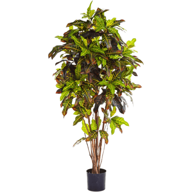 Croton