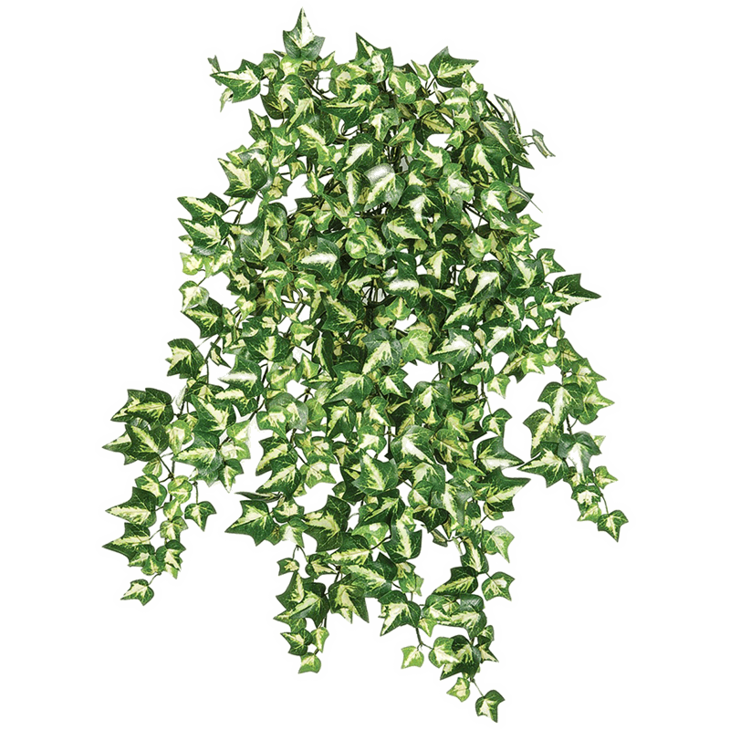 Klimop