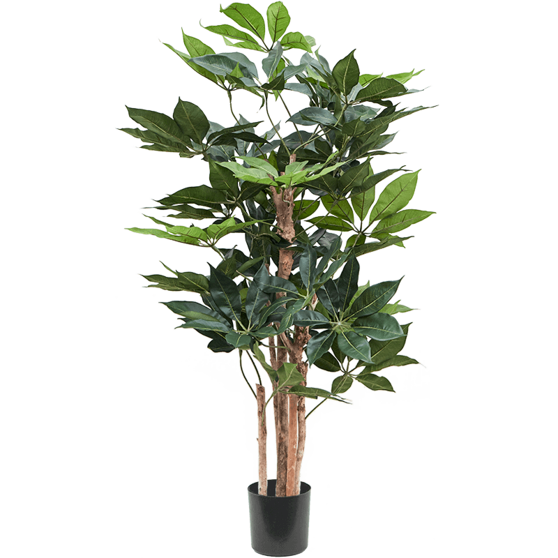 Schefflera