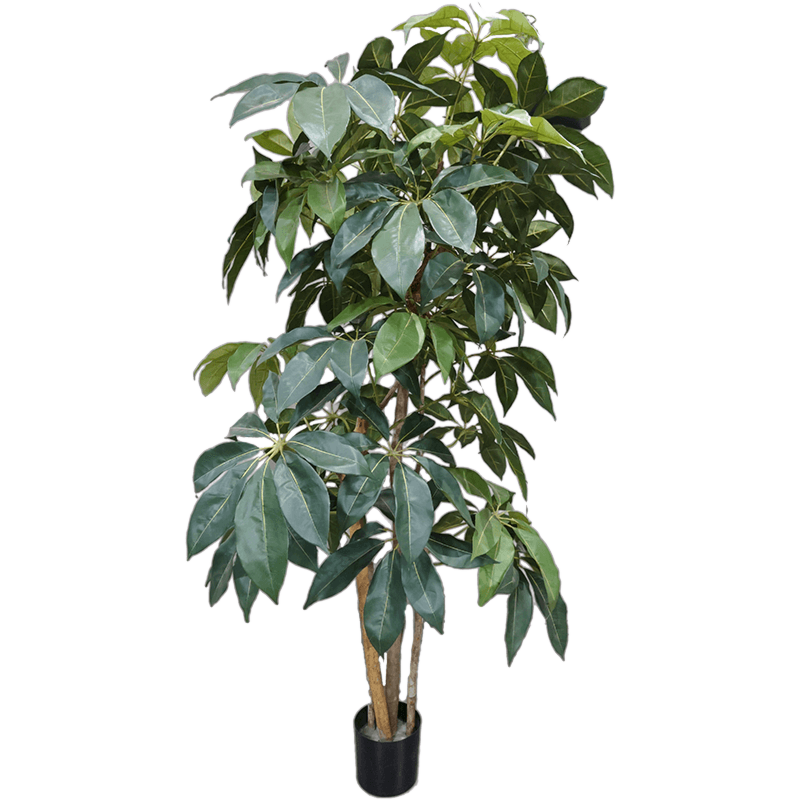 Schefflera