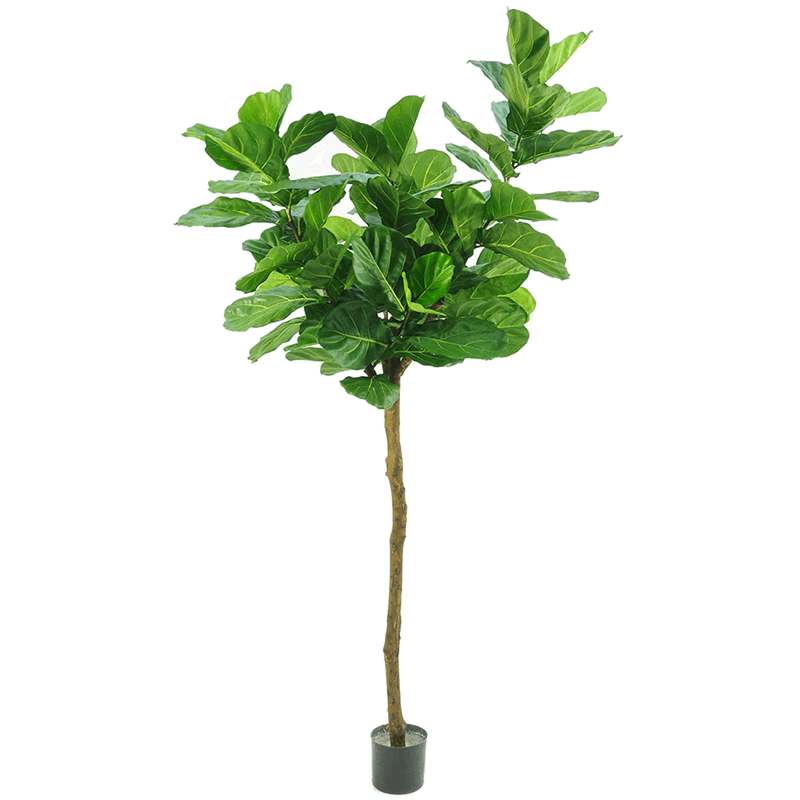 Fiddle Leaf Boom