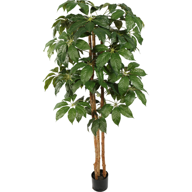 Schefflera