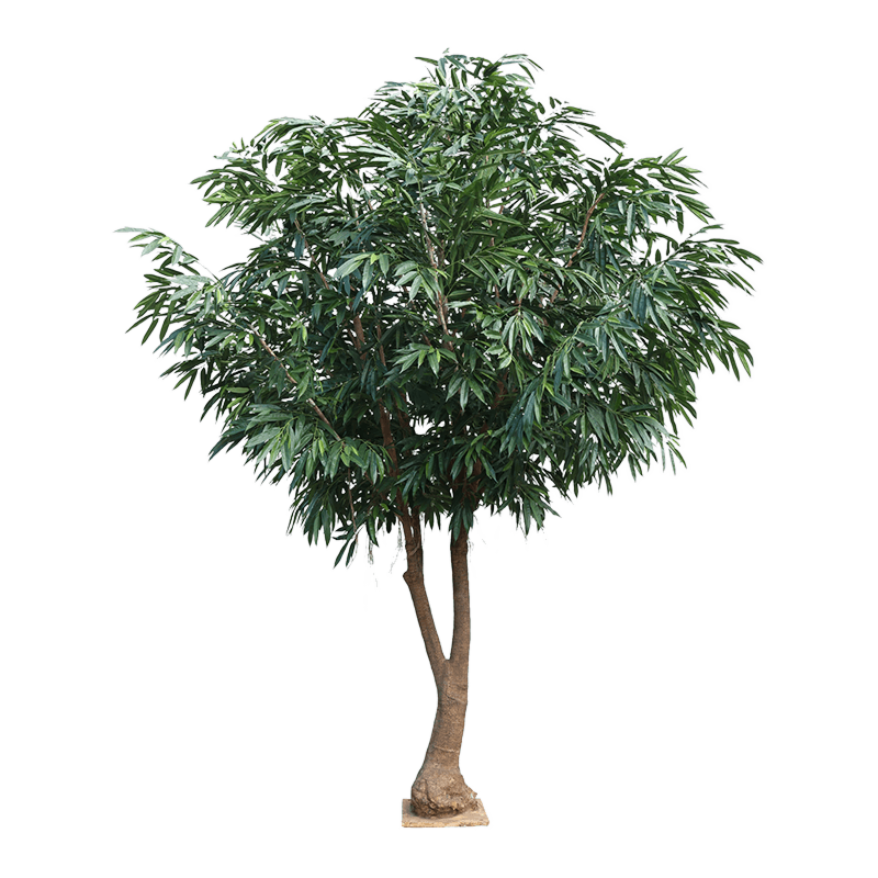 Ficus Alii