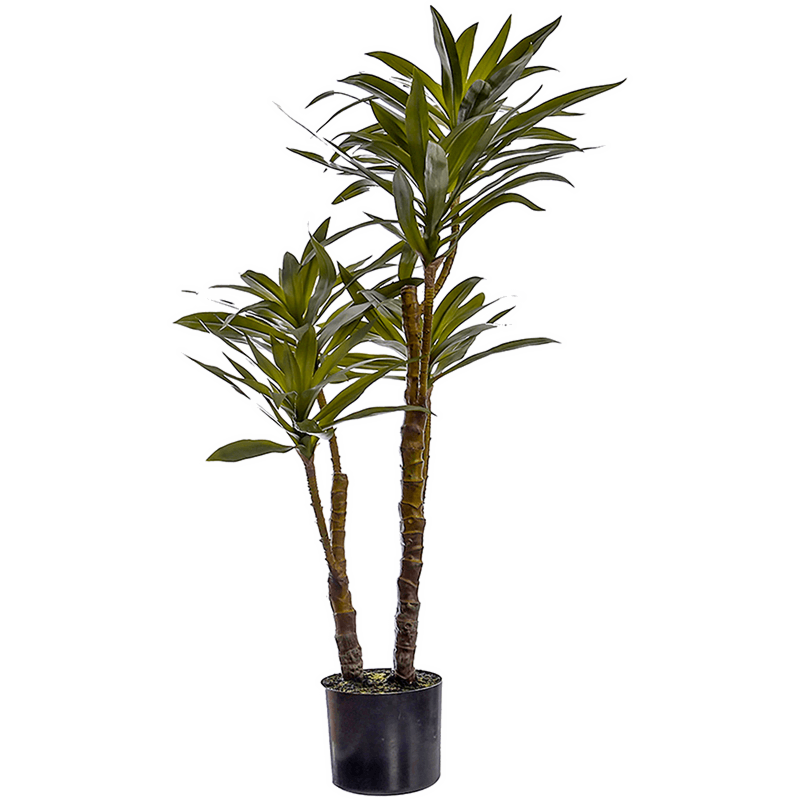 Yucca