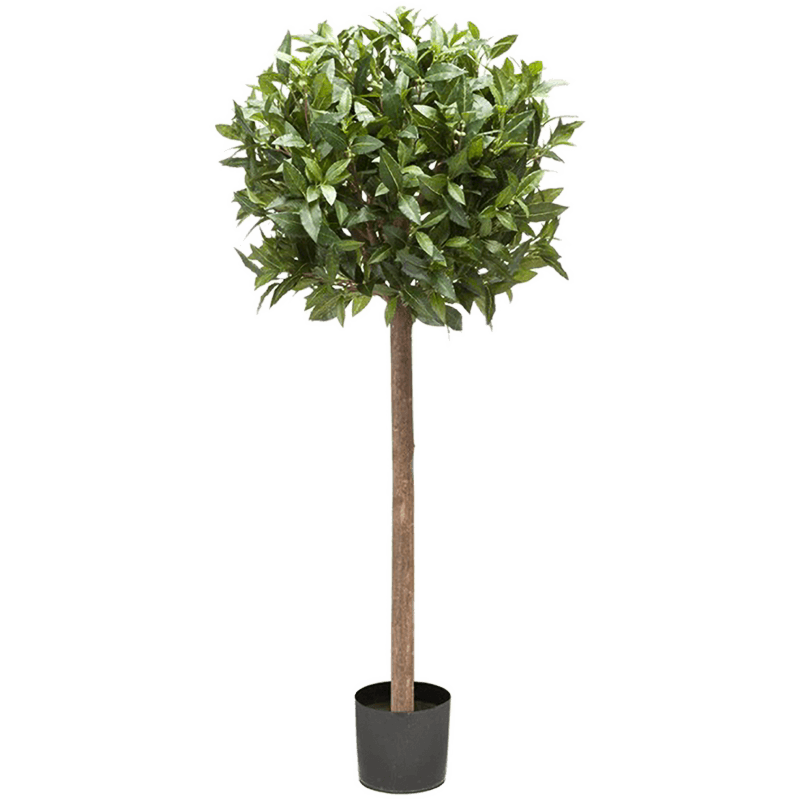 Laurier (Laurus Nobilis)