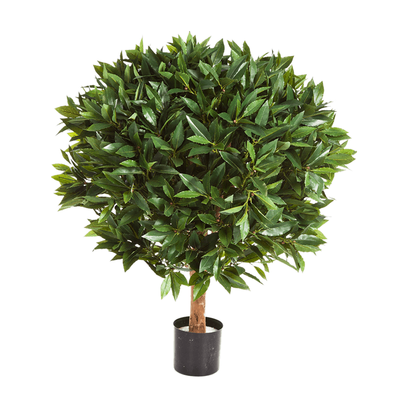 Laurier (Laurus Nobilis)
