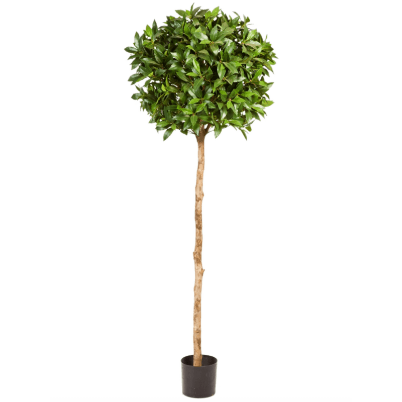 Laurier (Laurus Nobilis)