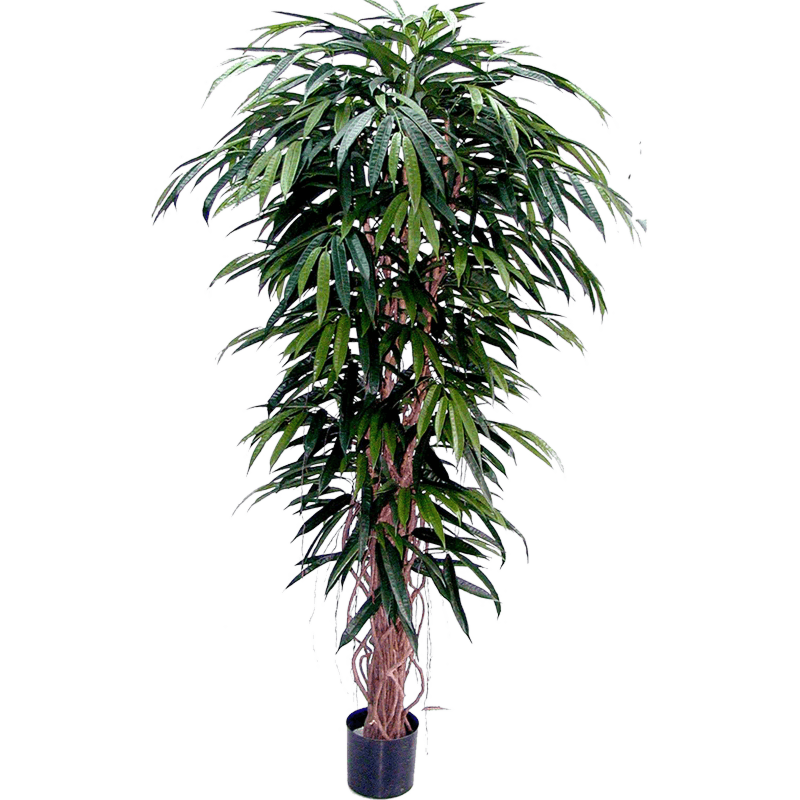 Ficus Alii