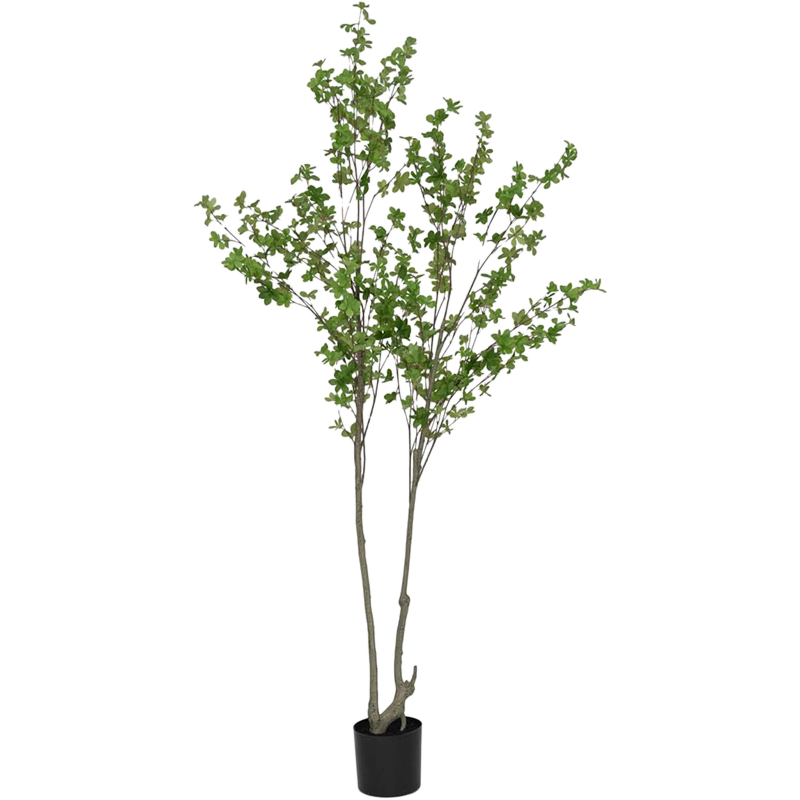 Enkianthus Perulatus