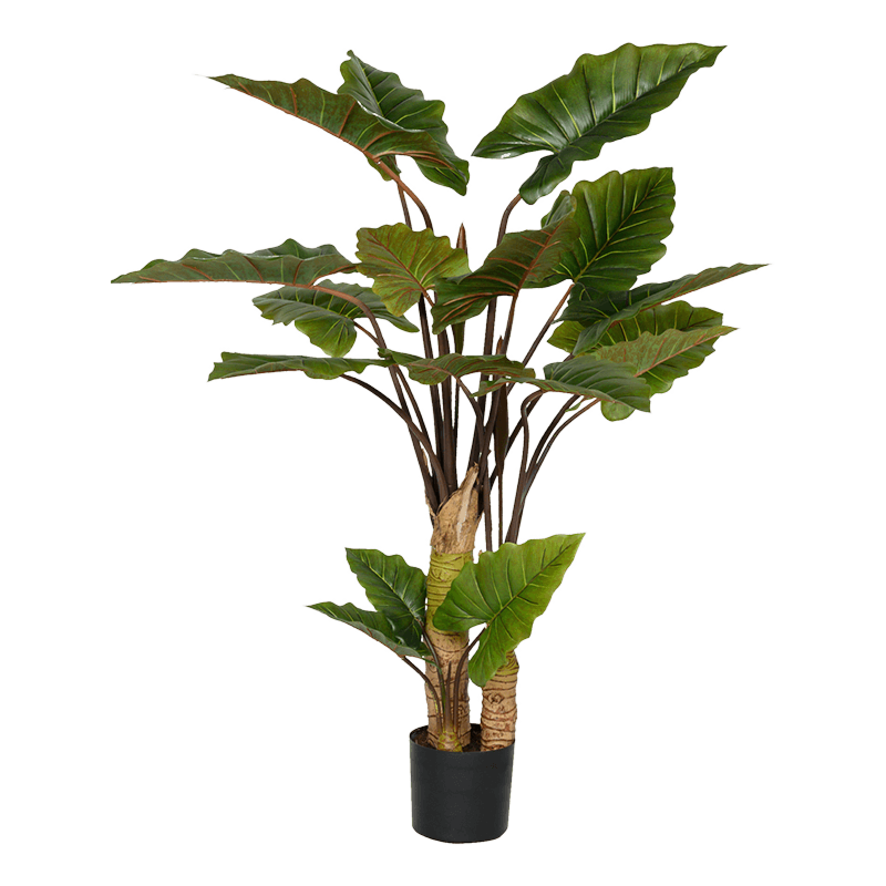 Alocasia
