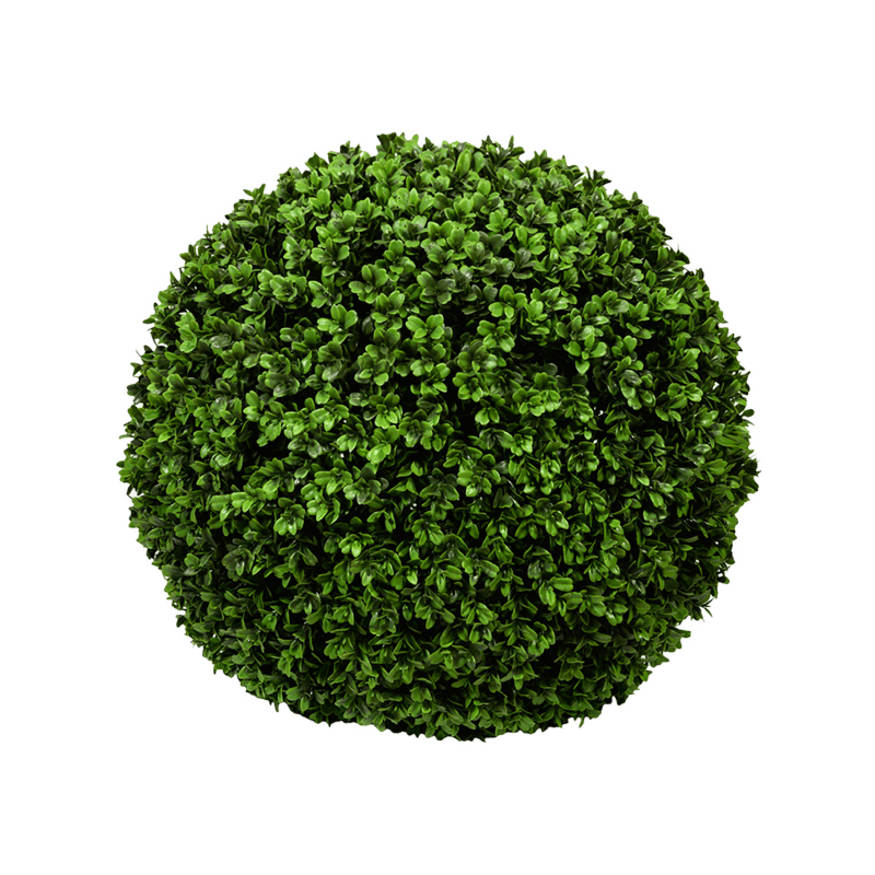 Buxus