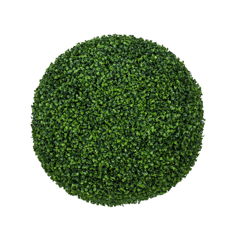 Buxus