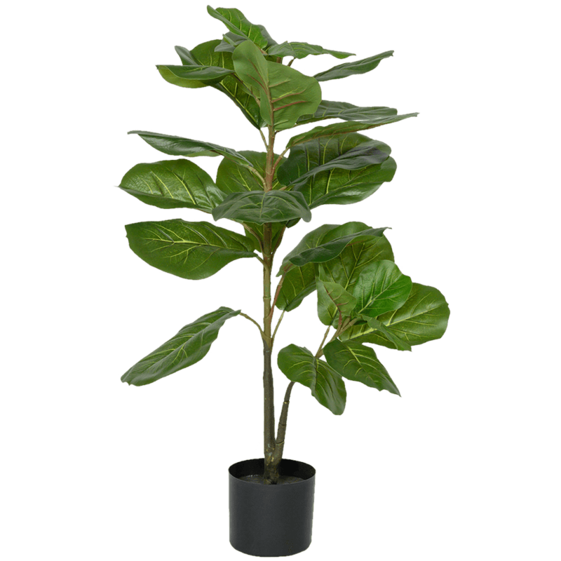 Ficus Lyrata