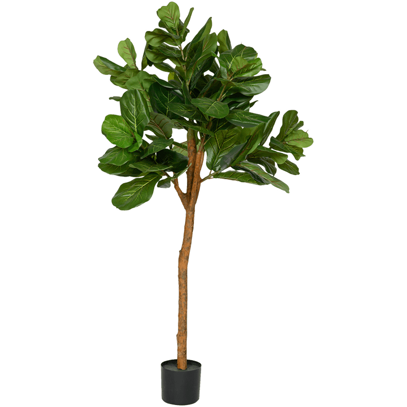 Ficus Lyrata