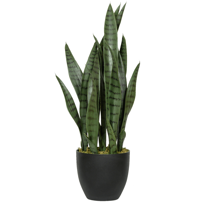 Sansevieria