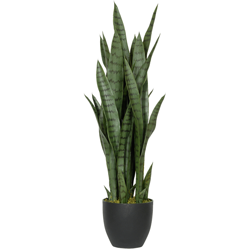 Sansevieria