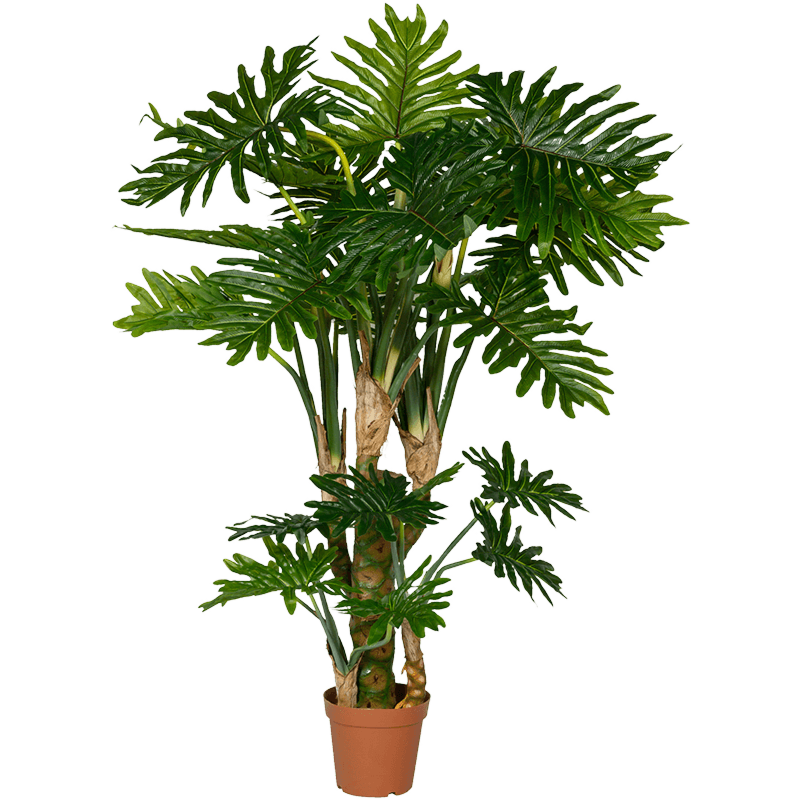 Philodendron