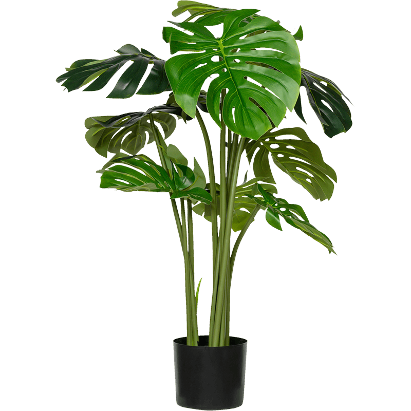 Monstera