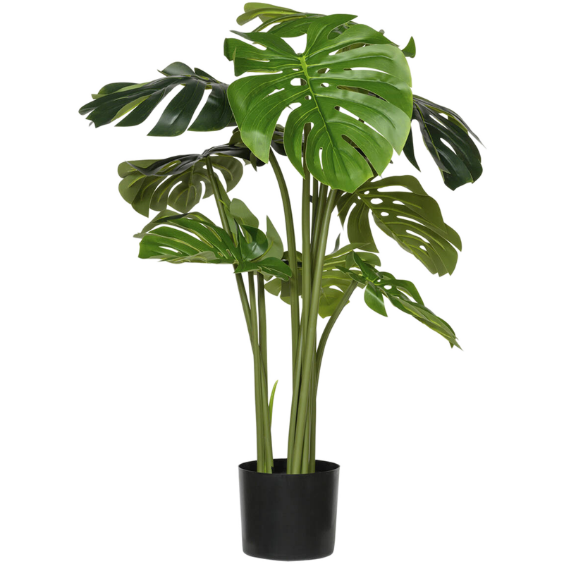 Monstera