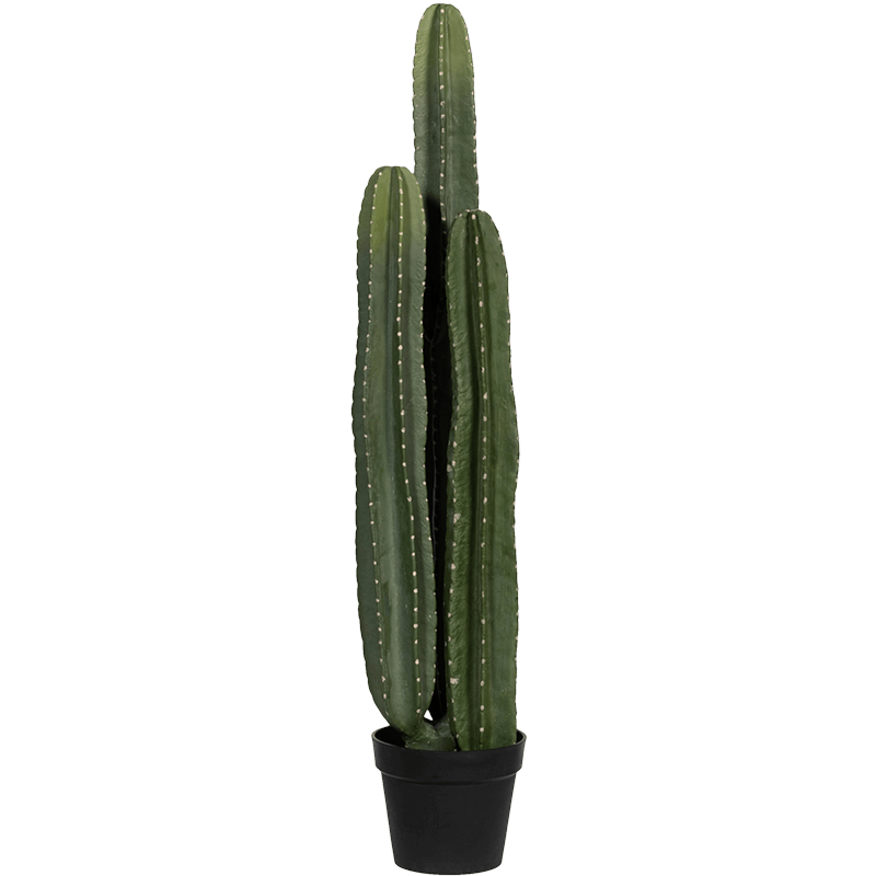 San Pedro Cactus