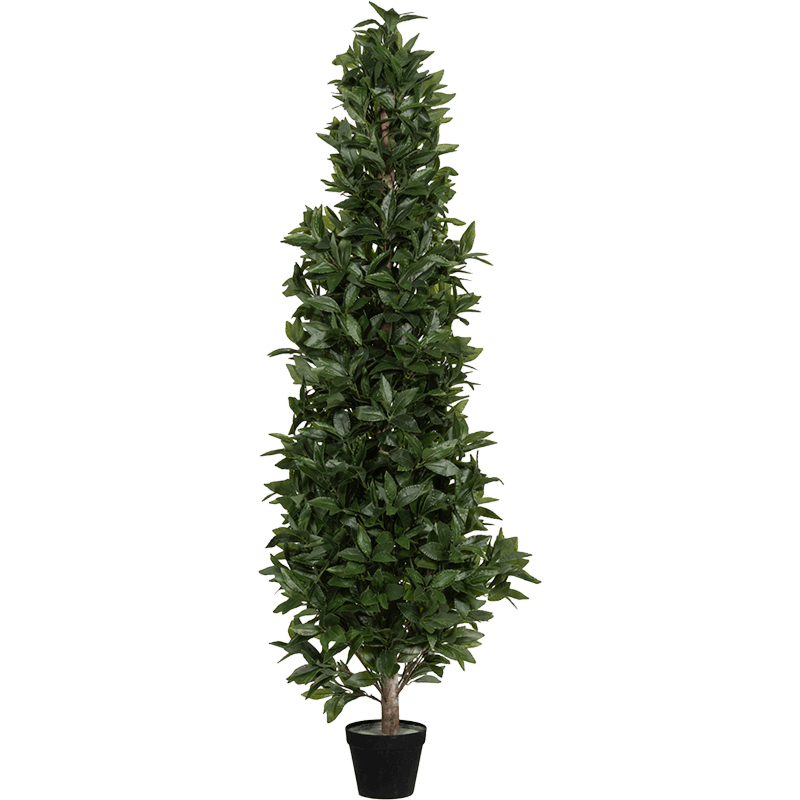 Laurier (Laurus Nobilis)