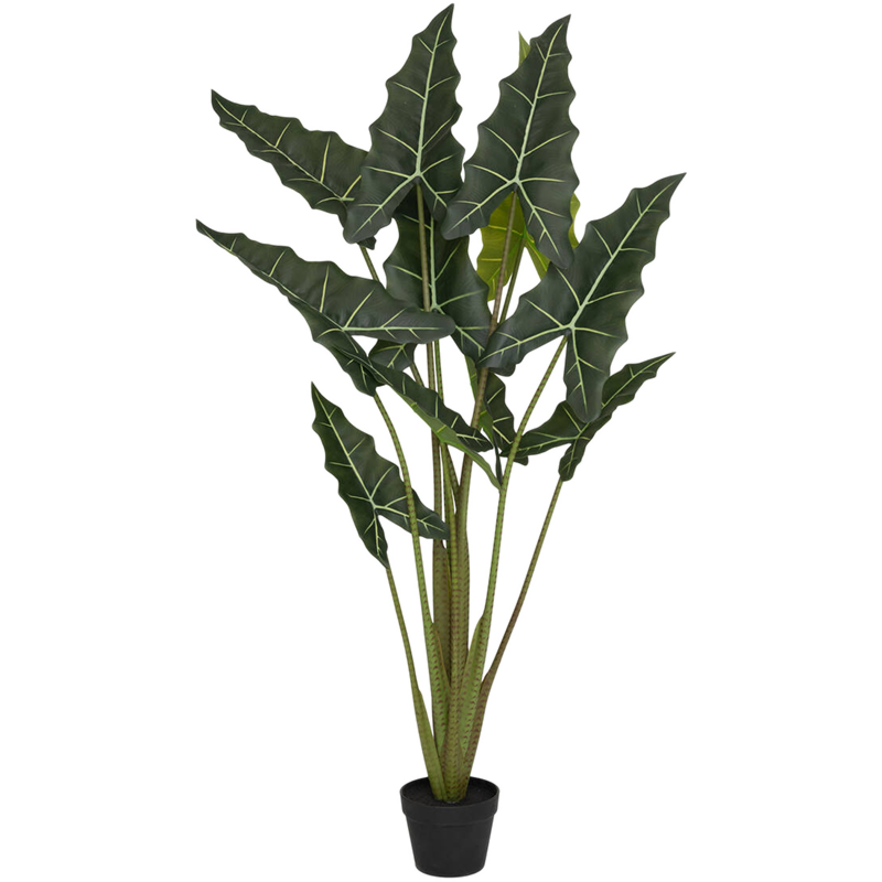 Alocasia Taro