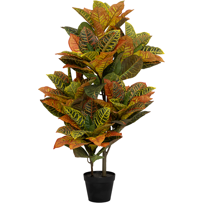 Croton (Codiaeum)