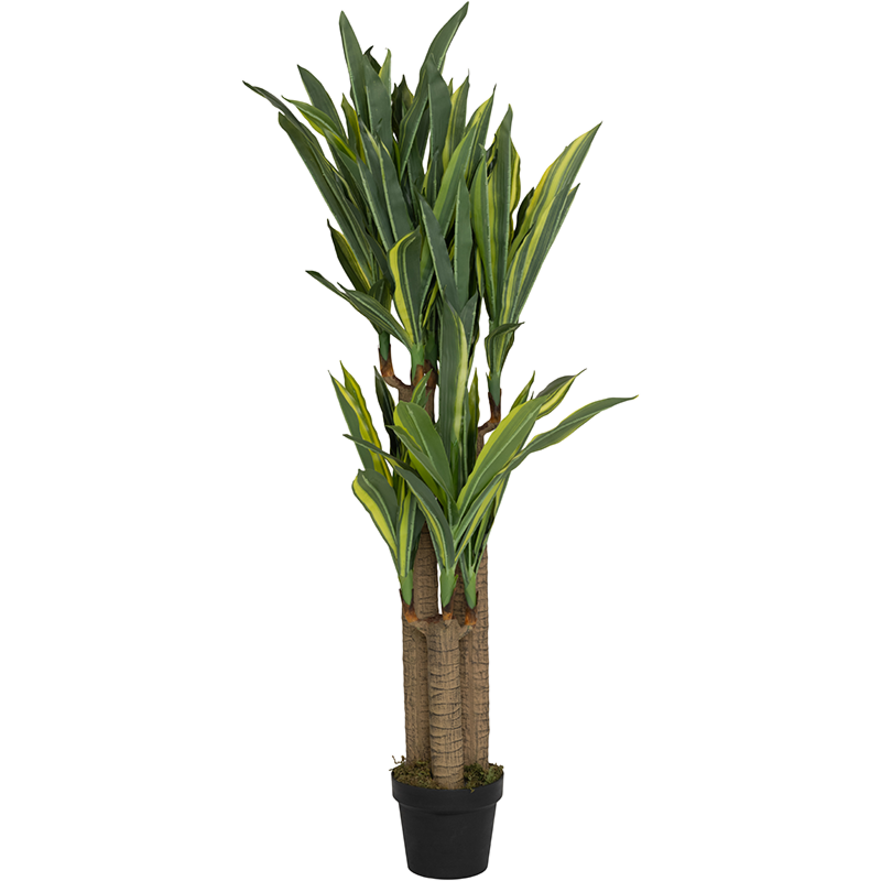 Dracaena