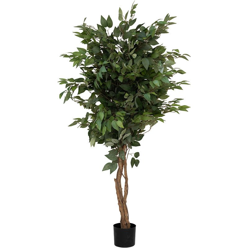 Ficus Boom