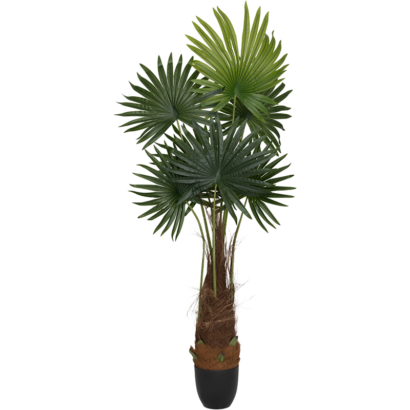 Palm