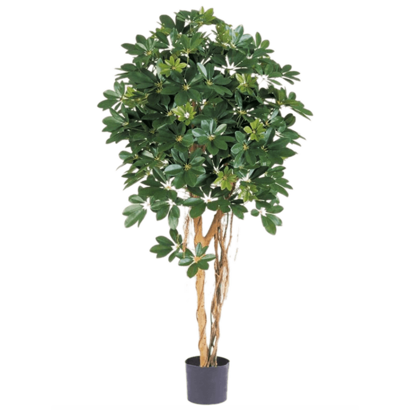 Schefflera