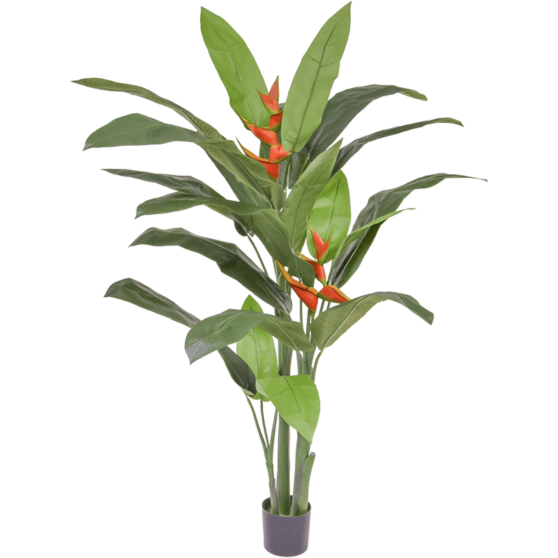 Heliconia