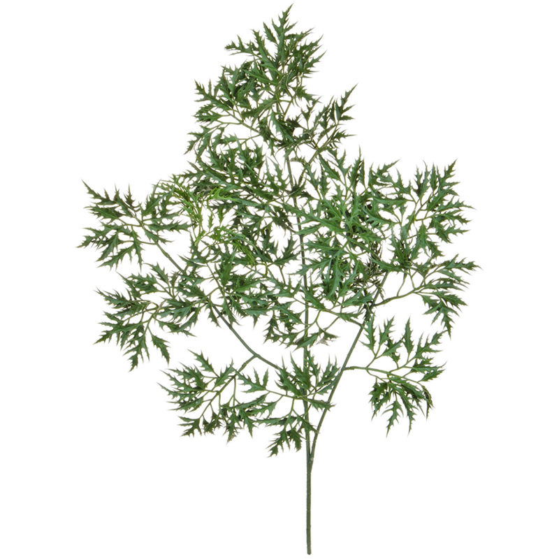 Ming Aralia