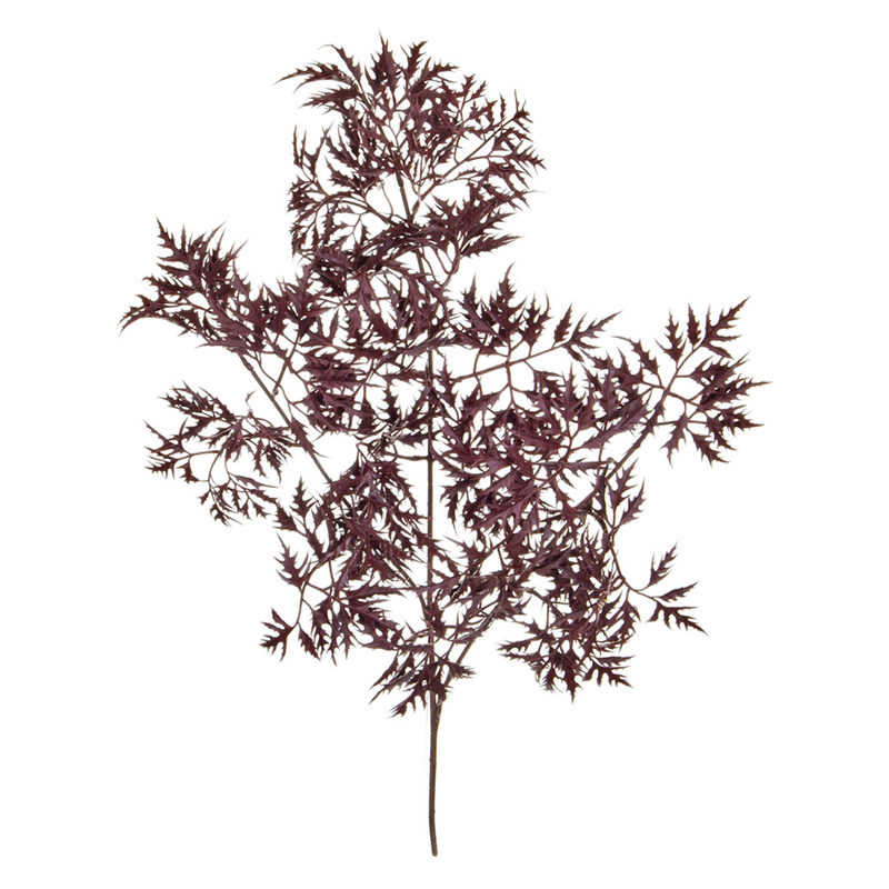 Ming Aralia